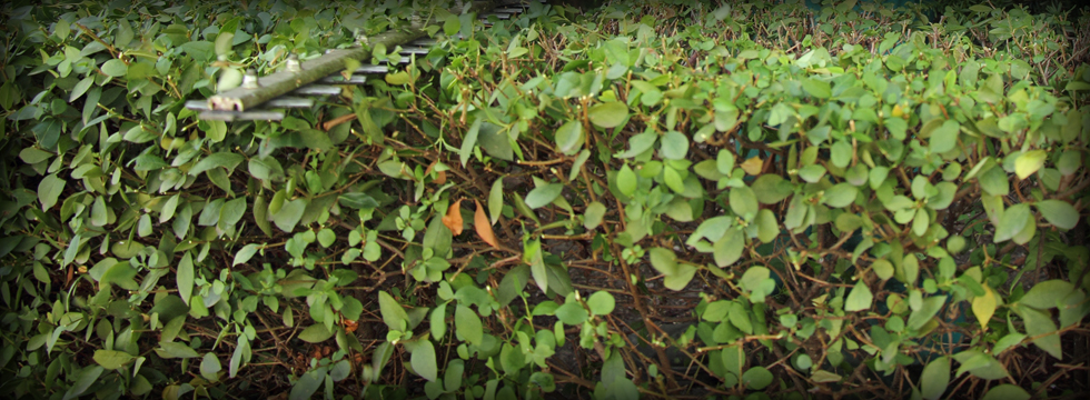 Hedges