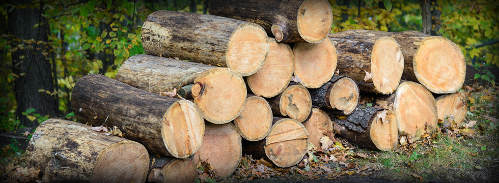 logs